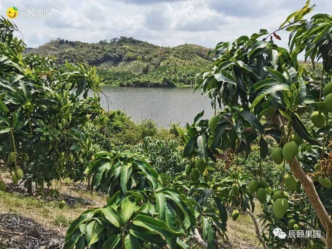辰颐物语芒香浓郁汁多到爆的小台芒你值得拥有