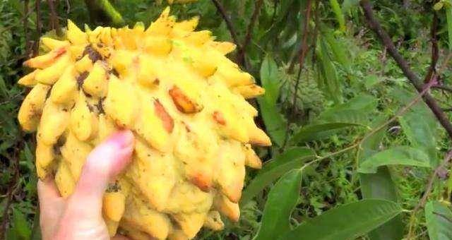 夏威夷旅游, 穿过树林时差点被怪果子砸到, 切开看到“西瓜子”