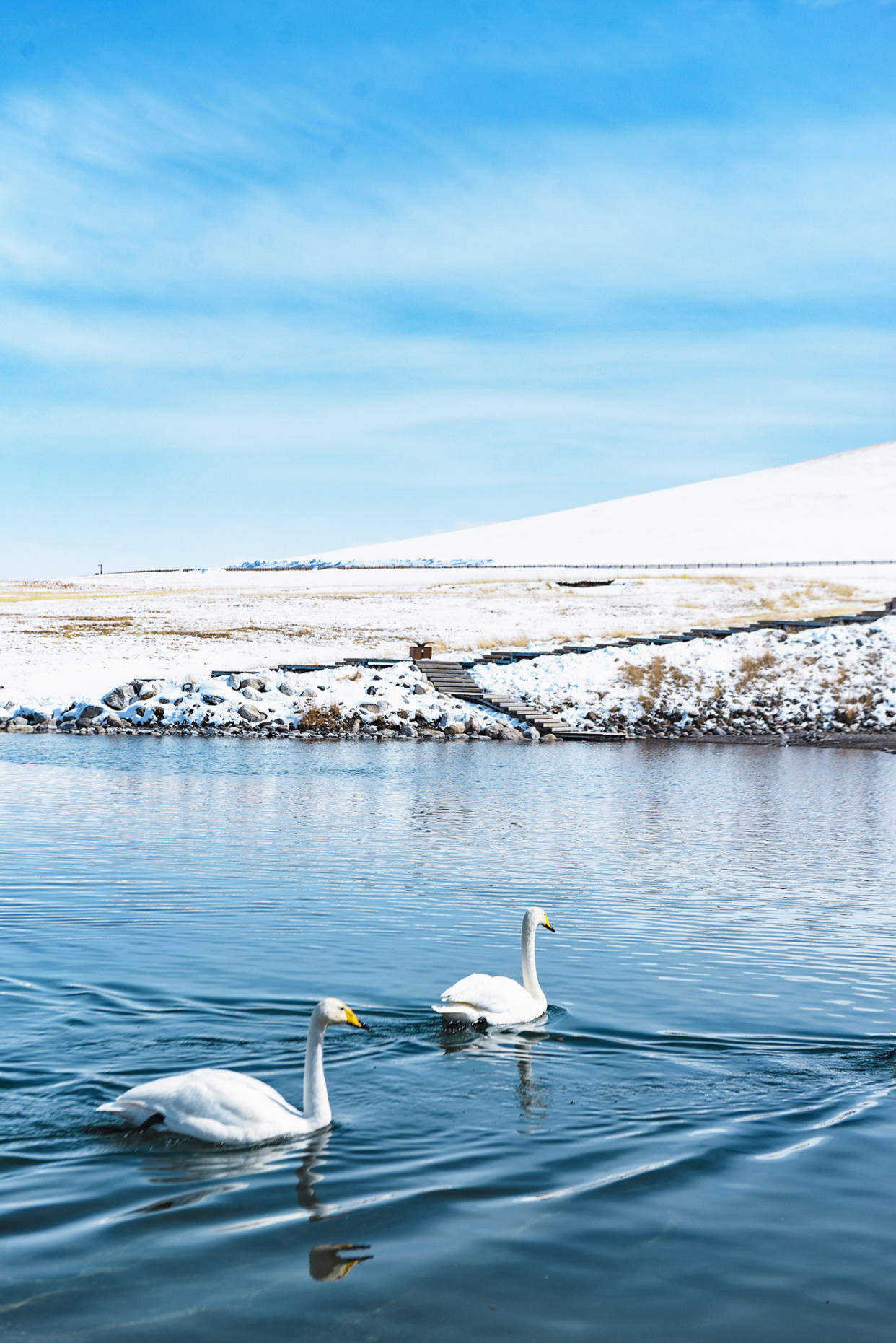往西伯利亚的天鹅飞走了，赛里木湖下了一场雪，天鹅又调头回来了