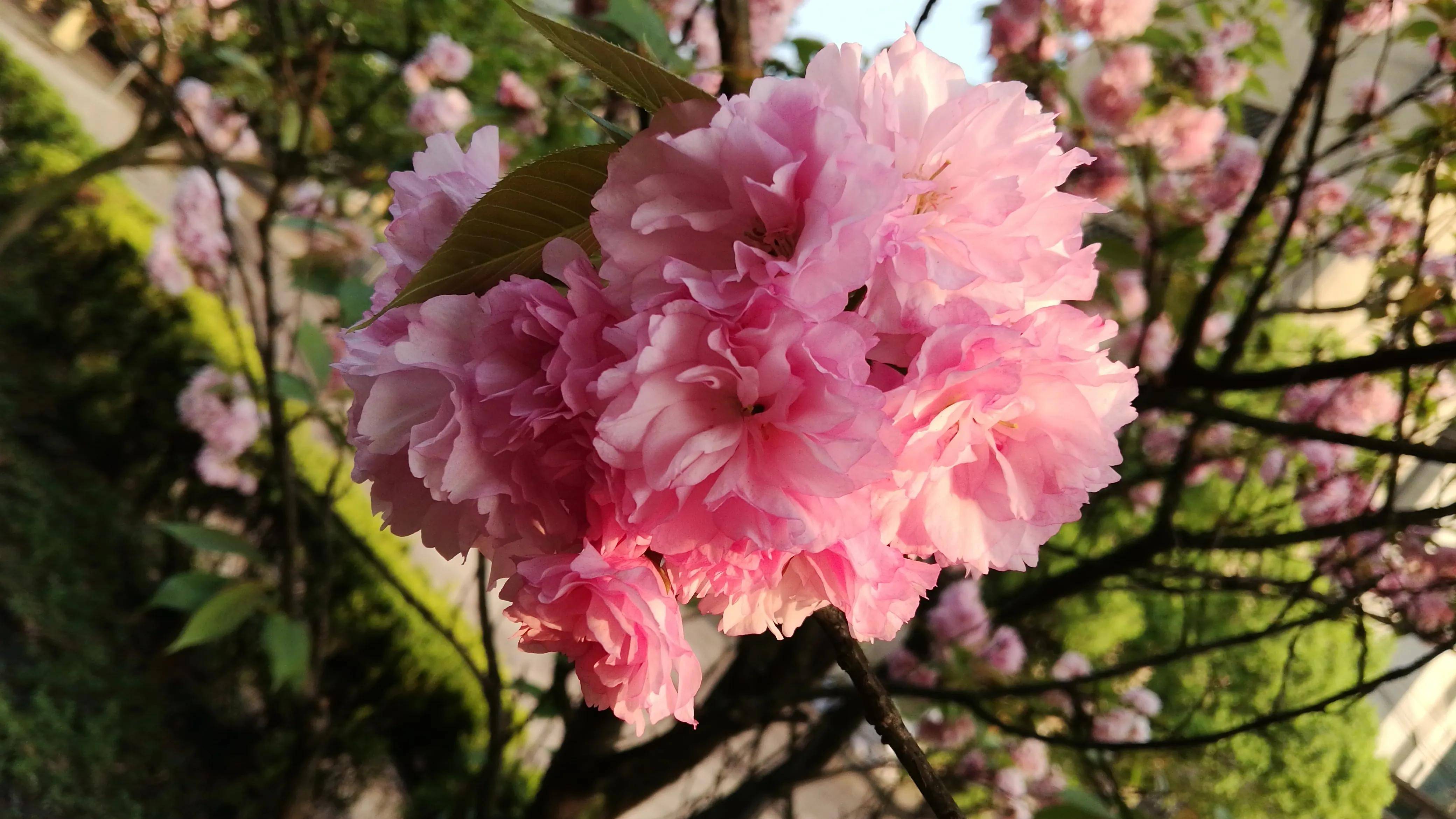 湖南资兴三都镇，隐藏在周源山的大朵樱花，给你一个粉红色的春天