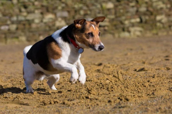 top8——比格犬巴吉度獵犬又稱法國短腳獵犬,它們是追捕獵物的好手