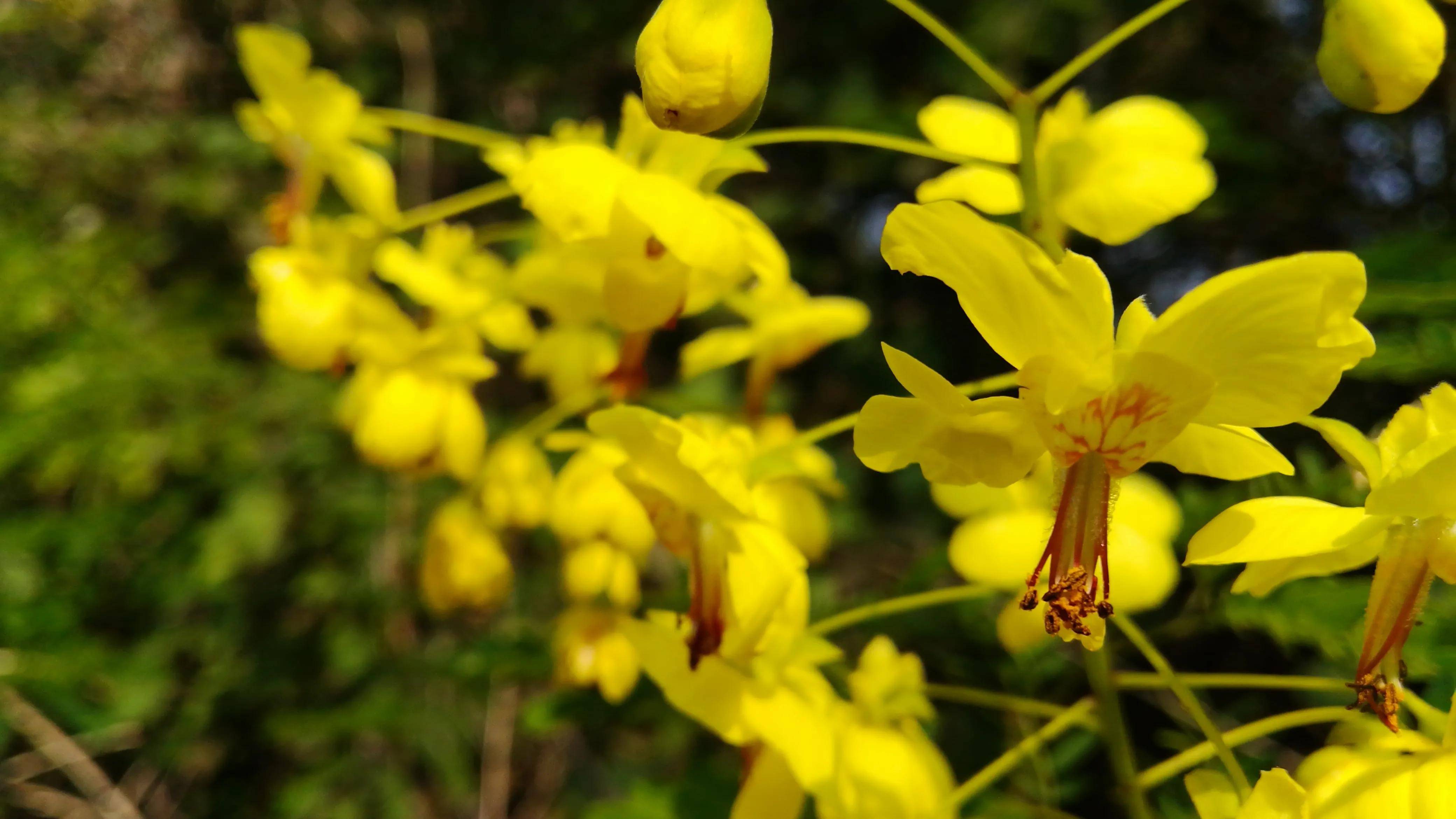 湖南资兴高码乡云实花开香气扑鼻太美了