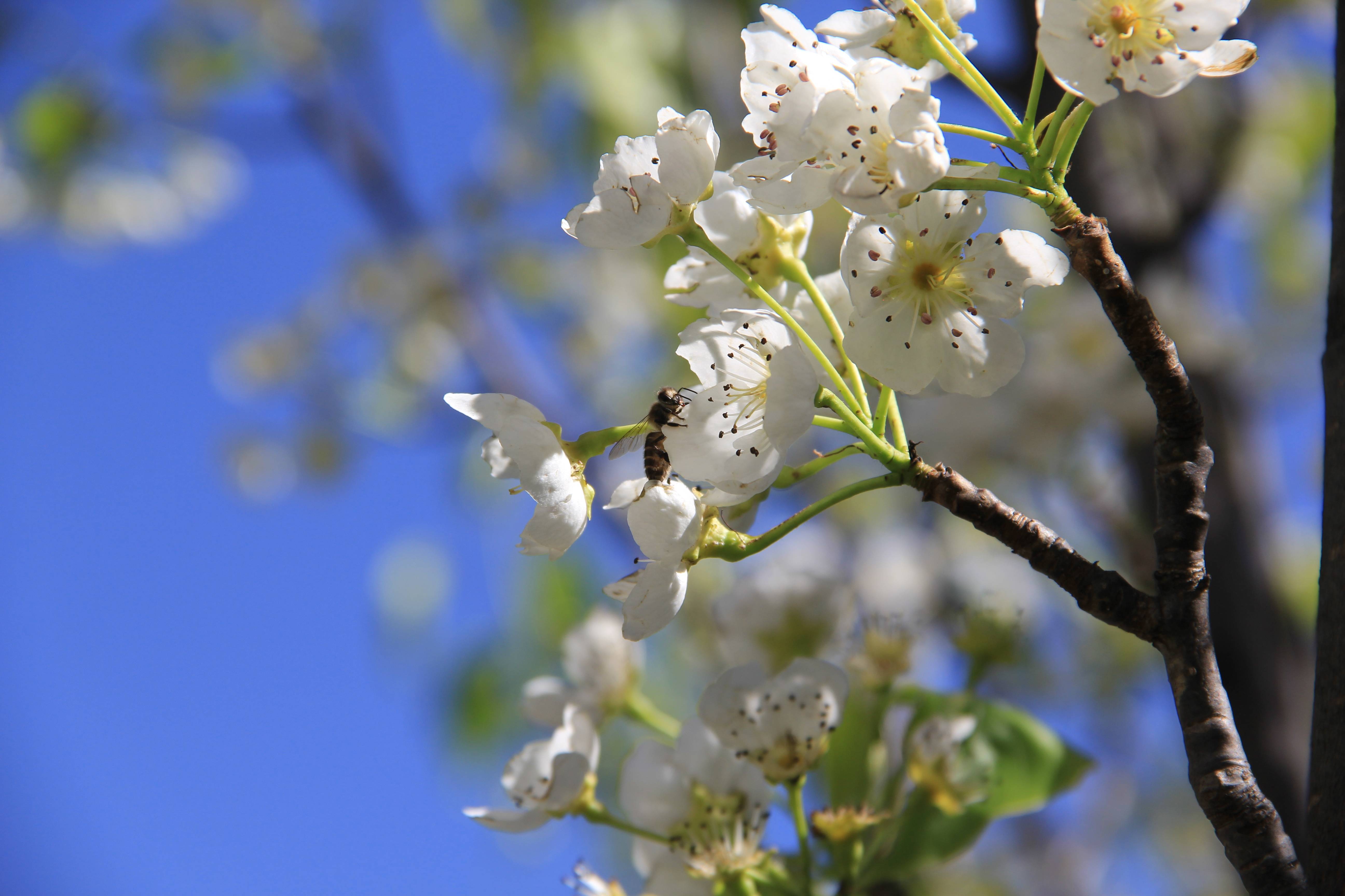 原创诗歌|配图: 网络‖踏莎行61玉荷园国色(外一首)文/晨曦微露