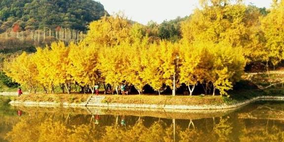 世界最美银杏树群：超过500万棵银杏树，就在中国湖北！