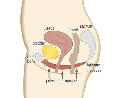 盆底肌其實是骨盆底部的肌肉群,像一個吊床一樣連接在恥骨與尾骨之間