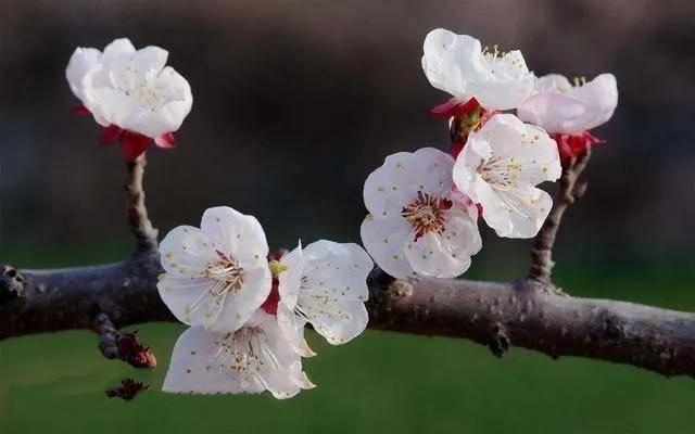 春日请柬 | 最美人间四月天，杏花盛开金满园