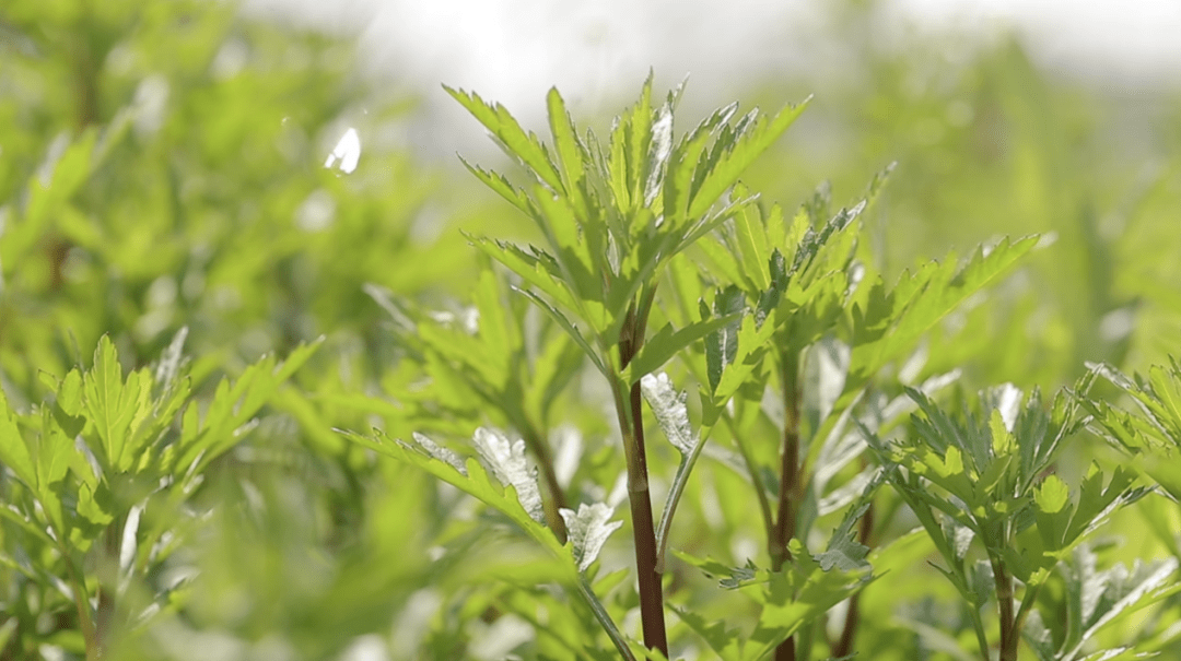 芦蒿图片(茼蒿菜图片)