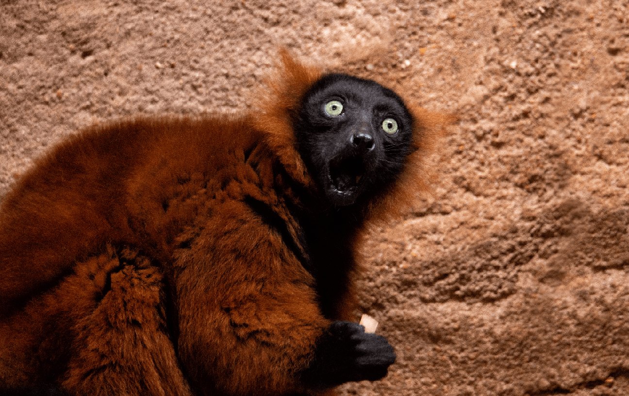 红毛黑脸的狐猴把巢筑在10米多高的树上幼崽不当心就会坠亡