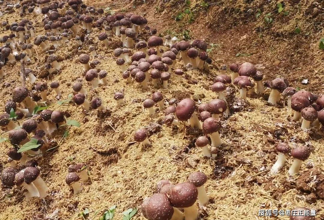 山东祥荣集团万多农业科技有限公司赤松茸种植产业基地揭牌