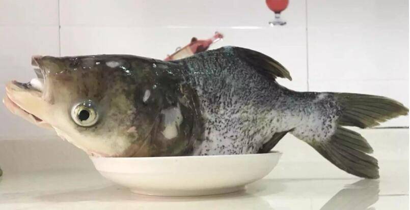 原创仙骨鱼人为培育的残疾鱼剁椒鱼头专用南方已实行产业化养殖