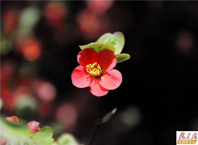 海棠花開紅似錦_花貴妃