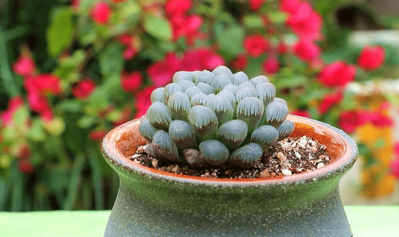 多肉玉露盆栽4月多做2件事不徒长叶子晶莹剔透