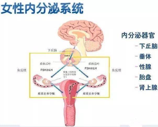 不孕检查为什么要查性激素?