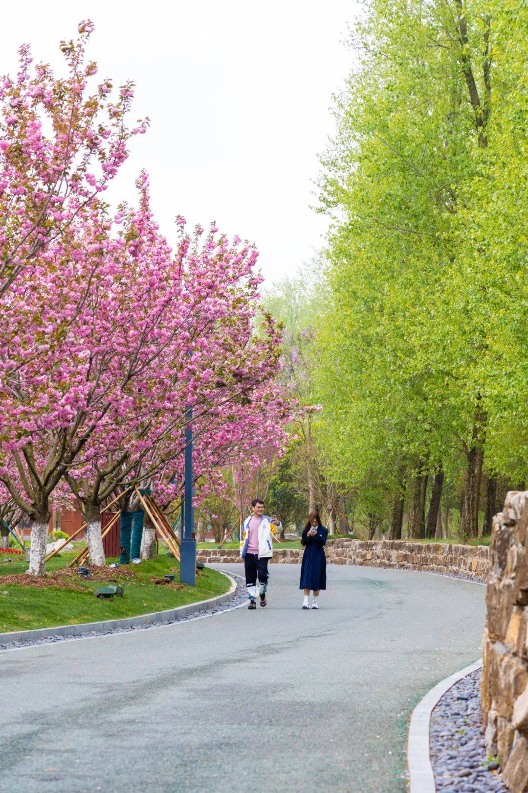 被"粉色瀑布"刷屏,大洋湾晚樱已美成壁纸级大片!_樱花