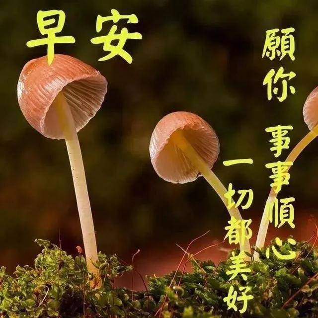 早安!11清晨放飞祝愿,展开崭新一天福禄寿喜照面,平安