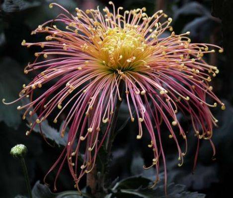 飞鸟美人,是菊花中最好的菊花之一,品种丰富,适合于单株和多株菊花的