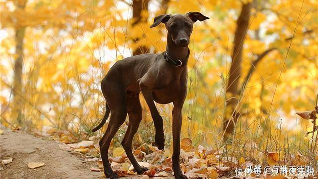 细狗不吃饭给吃什么药