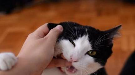 怎么看小猫有没有狂犬病 20ee69e7a3b74459a3beab7ae0fc46b6.jpeg