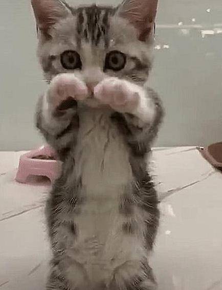 怎么养小猫咪小猫会乖 41c8a061c60c47e29f51258c1a0533bf.jpeg