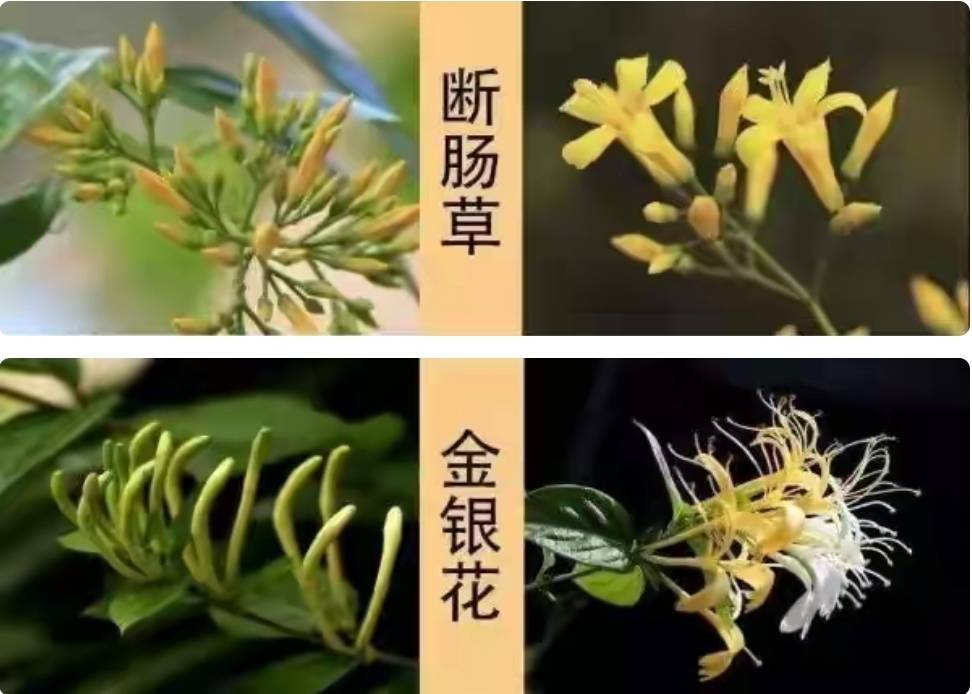 错把断肠草当成金银花韶关一家人中毒入院