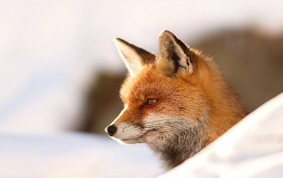 心思缜密 狡黠如狐 最难被算计的星座 无比聪慧 早就看穿一切 水瓶