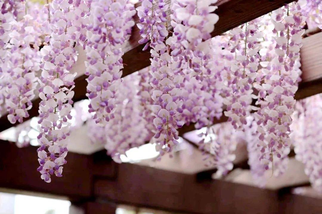 不仅在紫藤公园，嘉定这些地方的紫藤也花开正盛！