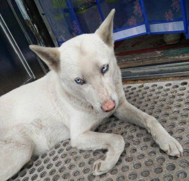 原创农村老家养了只没人要的土狗,却因为眼睛是蓝色的,大家抢着要!