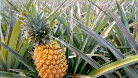 挑菠萝长叶好还是短叶好果农教你4招个个鲜甜多汁