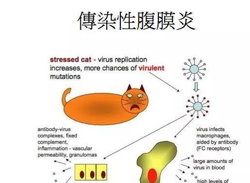 辟谣，猫咪传染性腹膜炎不再是绝症，湿性原来比干性更易治疗！