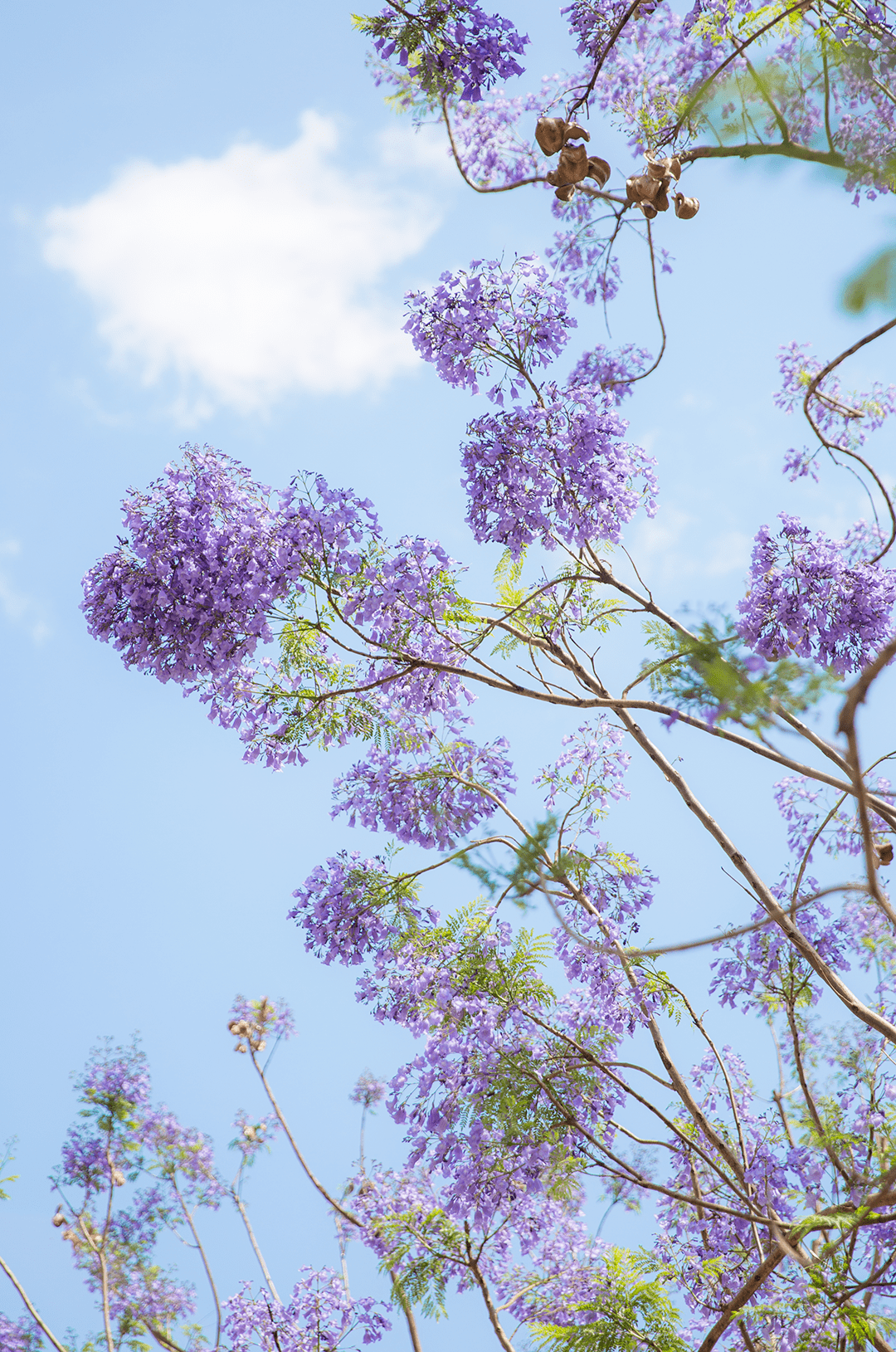 西昌蓝花楹 花开成海 许你一片梦幻紫 紫色