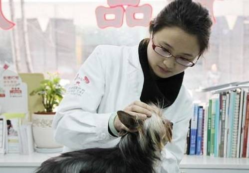 给狗狗接种疫苗它不痛吗 1cca8b5240e74ac3bab3ceef7729c550.jpeg