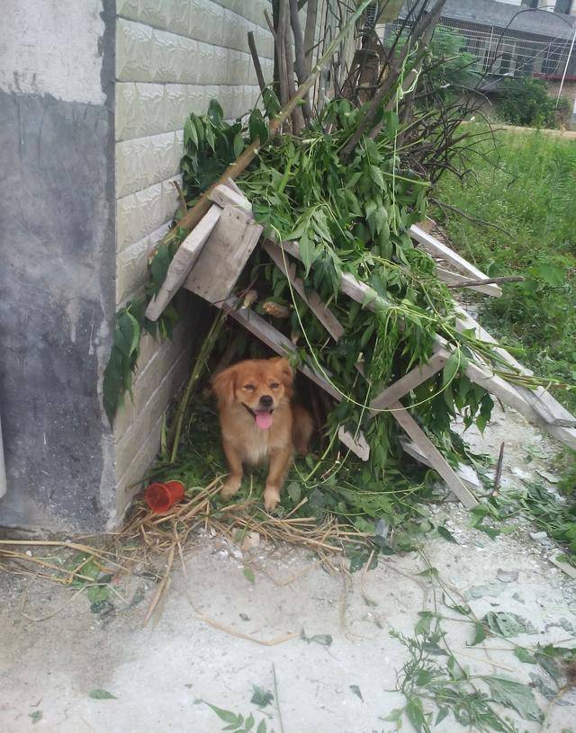 小土狗表示很高兴,为它搭建了一间小别墅_手机搜狐网