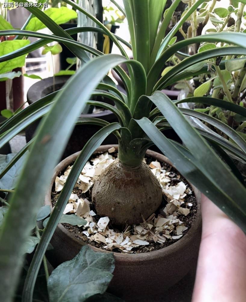 盆栽花推荐耐旱 551acbe01b2646979652b928e04cd560.jpeg