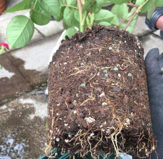 盆栽土壤有虫 8e40a542b3dc4b7085842a6cbcbdc7e6.jpeg