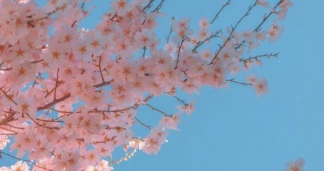 a5d05dac77984e92a8f705c7b23c13e8.jpeg