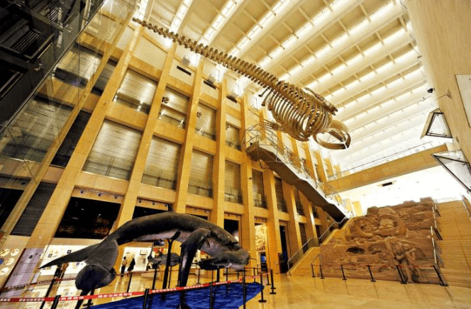 国家动物博物馆：动物世界的真正博览，生命进化的扉页