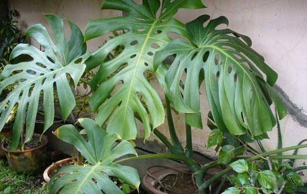 龟背竹怎么长得快速 fd31c41ce98d49c78ff823a84b85c69e.jpeg