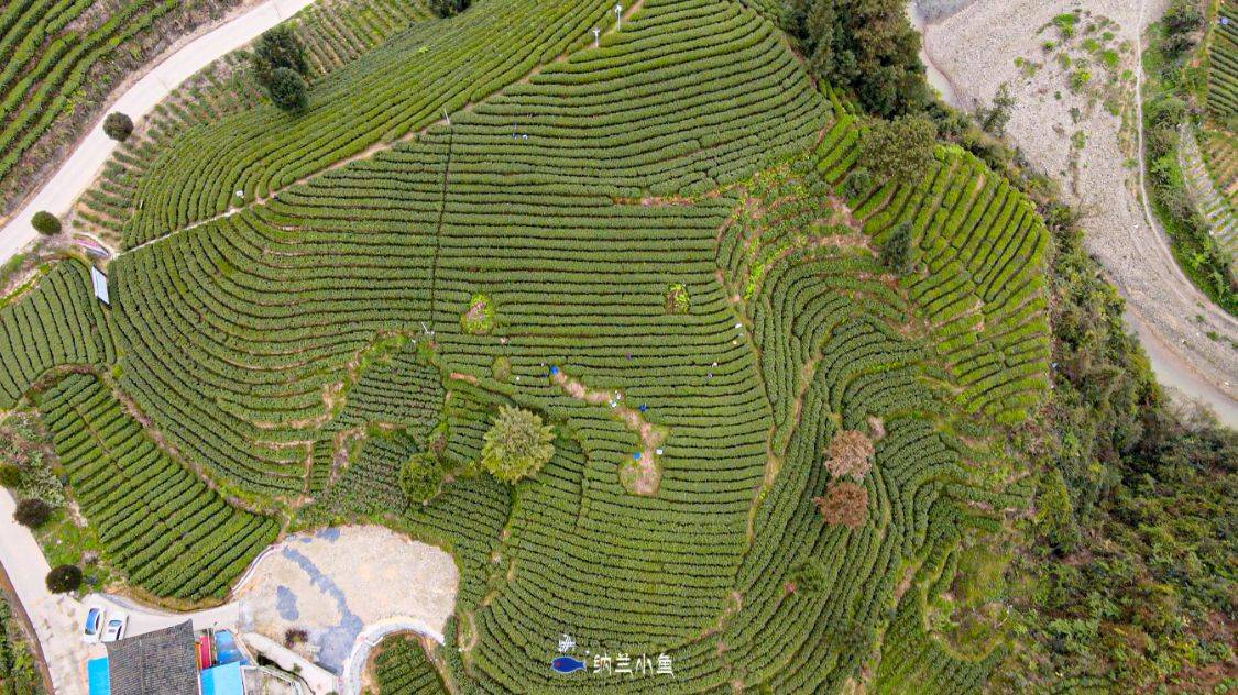 五一來湖南湘西,除了鳳凰古城與芙蓉鎮,神秘茶山也值得一去!_保靖