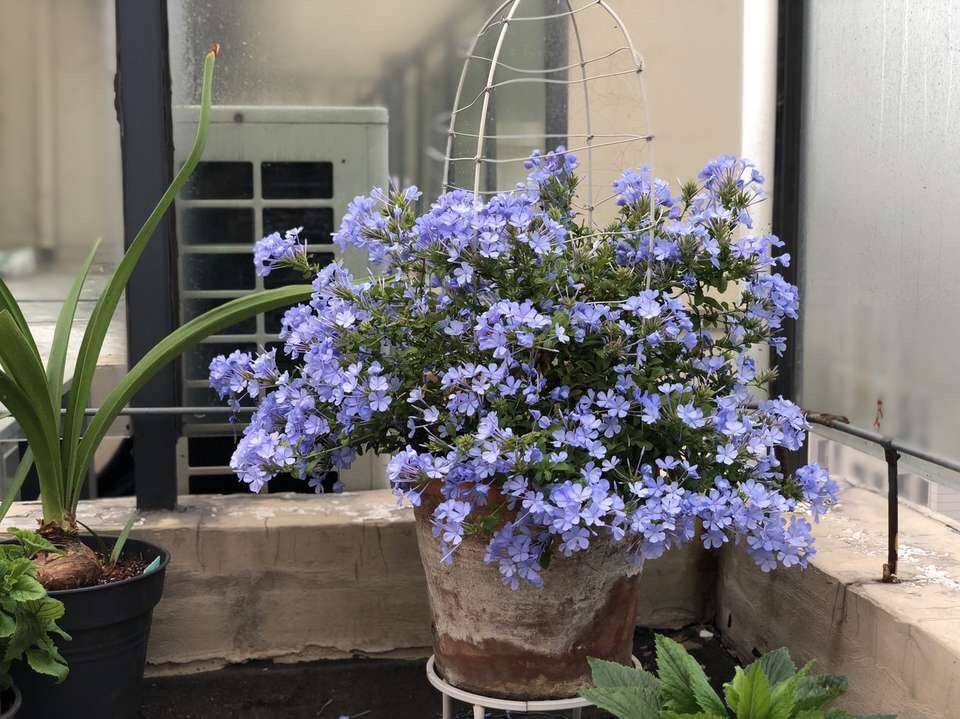 可以爬窗户的花 1a92dcc086884ae08411804af7f6a297.jpeg