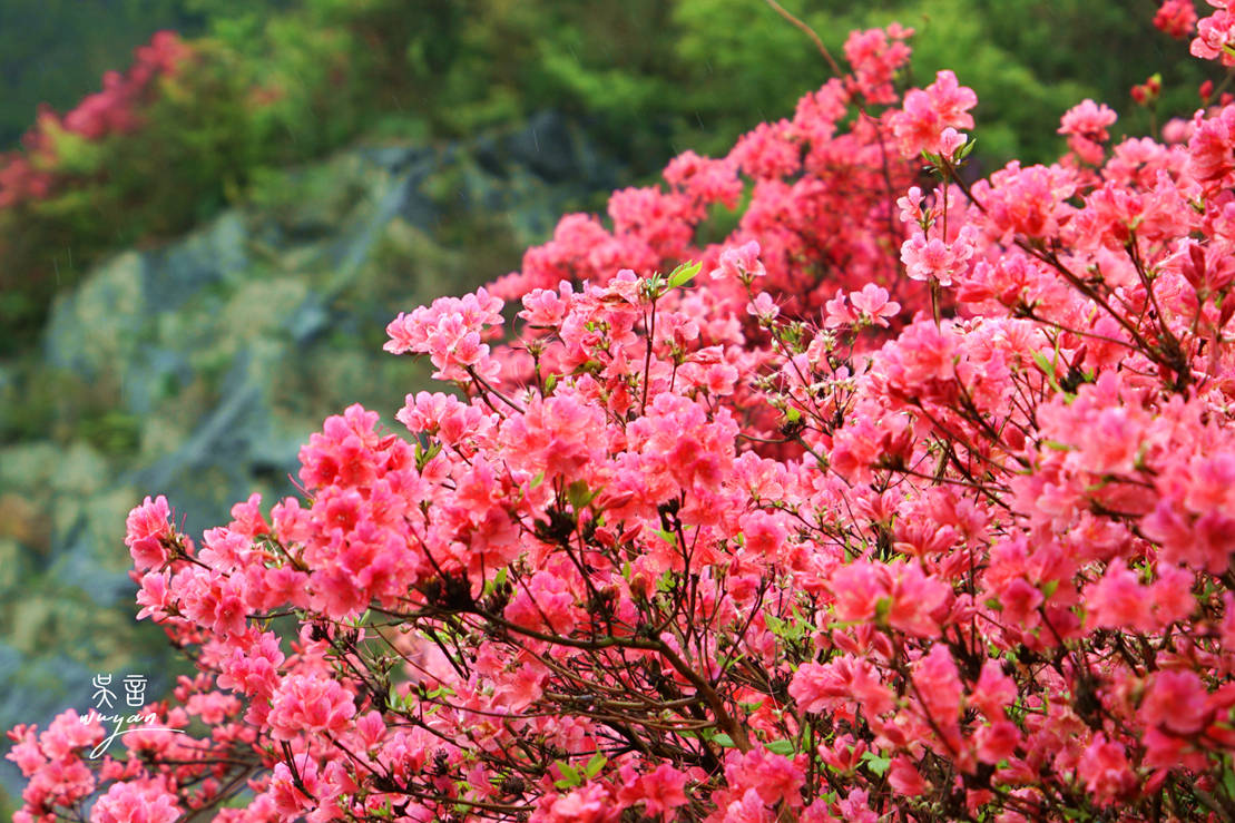 盘点武汉黄陂踏青赏花祈福网红景点,花花世界,心花怒放_吴言