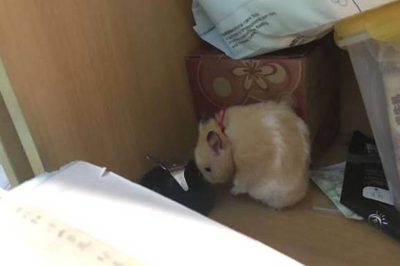 金丝熊是啥样子 976b87e34fa942898a455f1a0ff2ce23.jpeg
