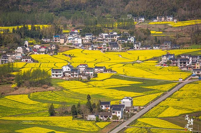 安徽黟县有一座古村，是皖南最大的油菜花基地，美如梦幻，还免费