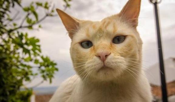 猫咪怎么才能不怀孕 cbdbeac087e54383befdd272702a73e0.jpeg