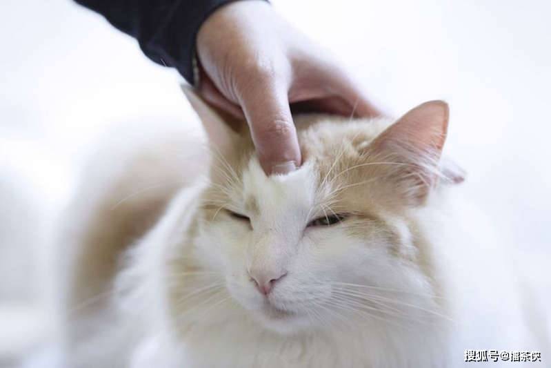 5式简易猫咪按摩推拿猫奴一学即懂