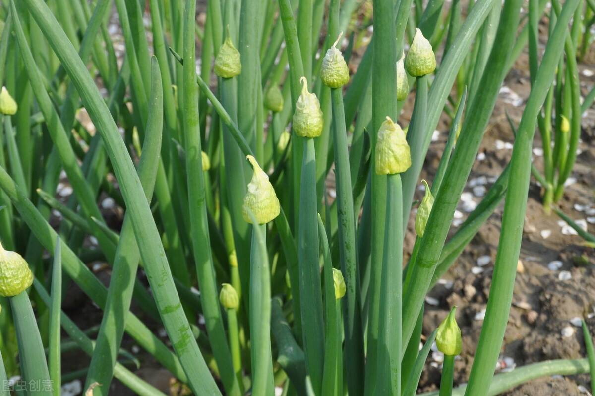 长豆角在冰箱放了快两个星期了 有红色斑点还能吃么豆角在冰箱里放的有红