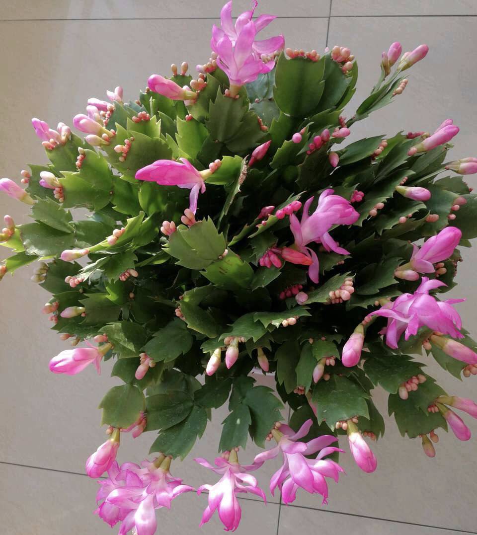 4月养蟹爪兰,用上4个"关键"方法,叶子油绿,发亮