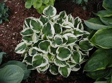 好养活的花卉植物耐阴 553e2b44678047b4bd6962d3b3c75a3a.png