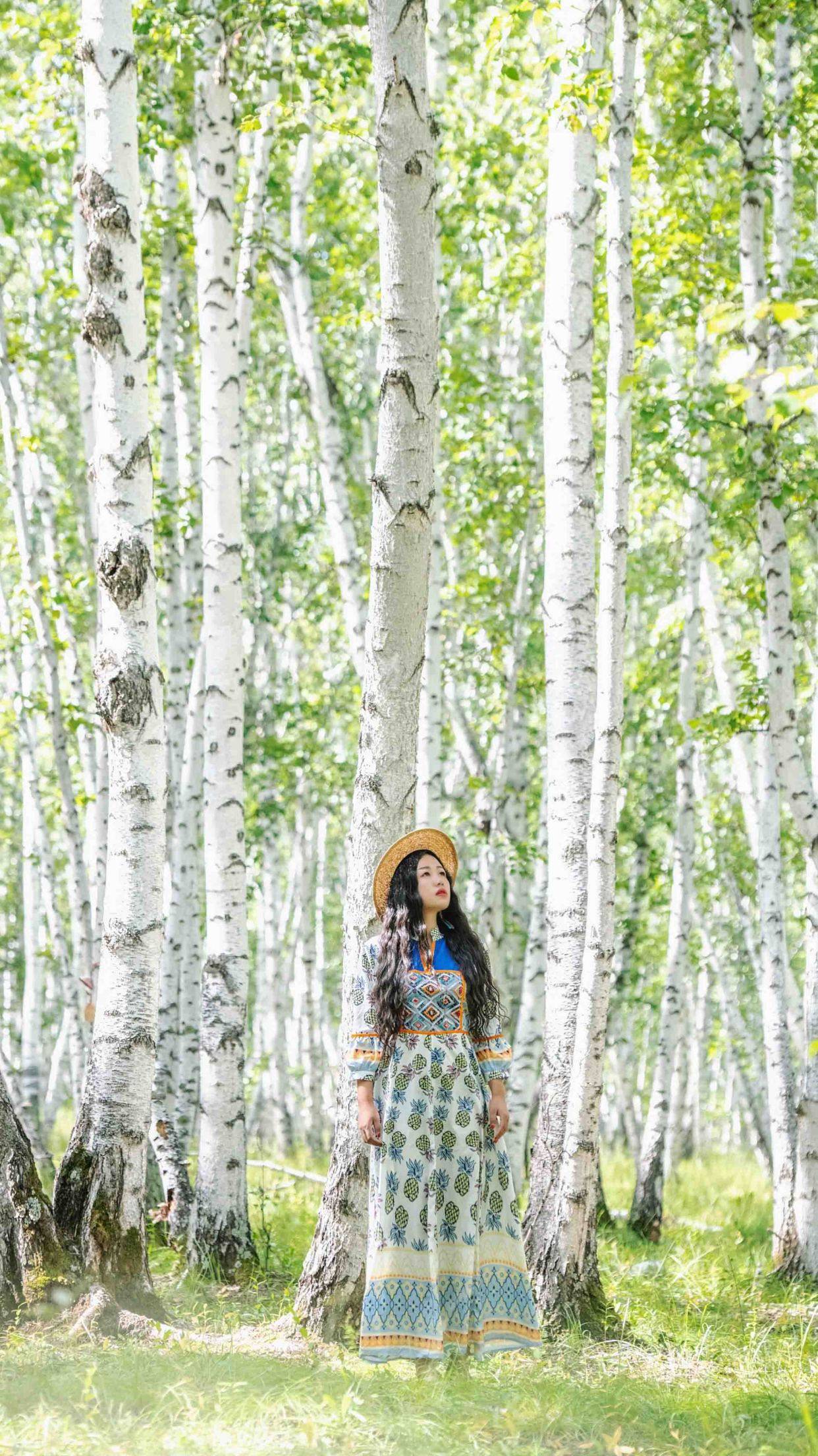 呼伦贝尔白桦林看千顷层林尽染品绝代锦绣芳华惊艳你的春天