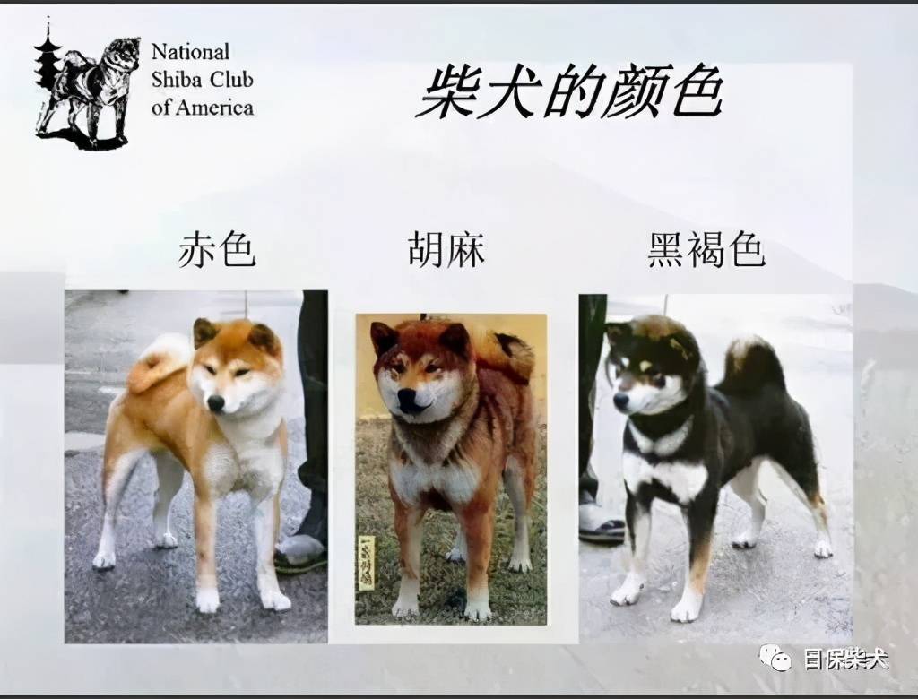 柴犬买什么颜色好？价格有什么区别？_搜狐网