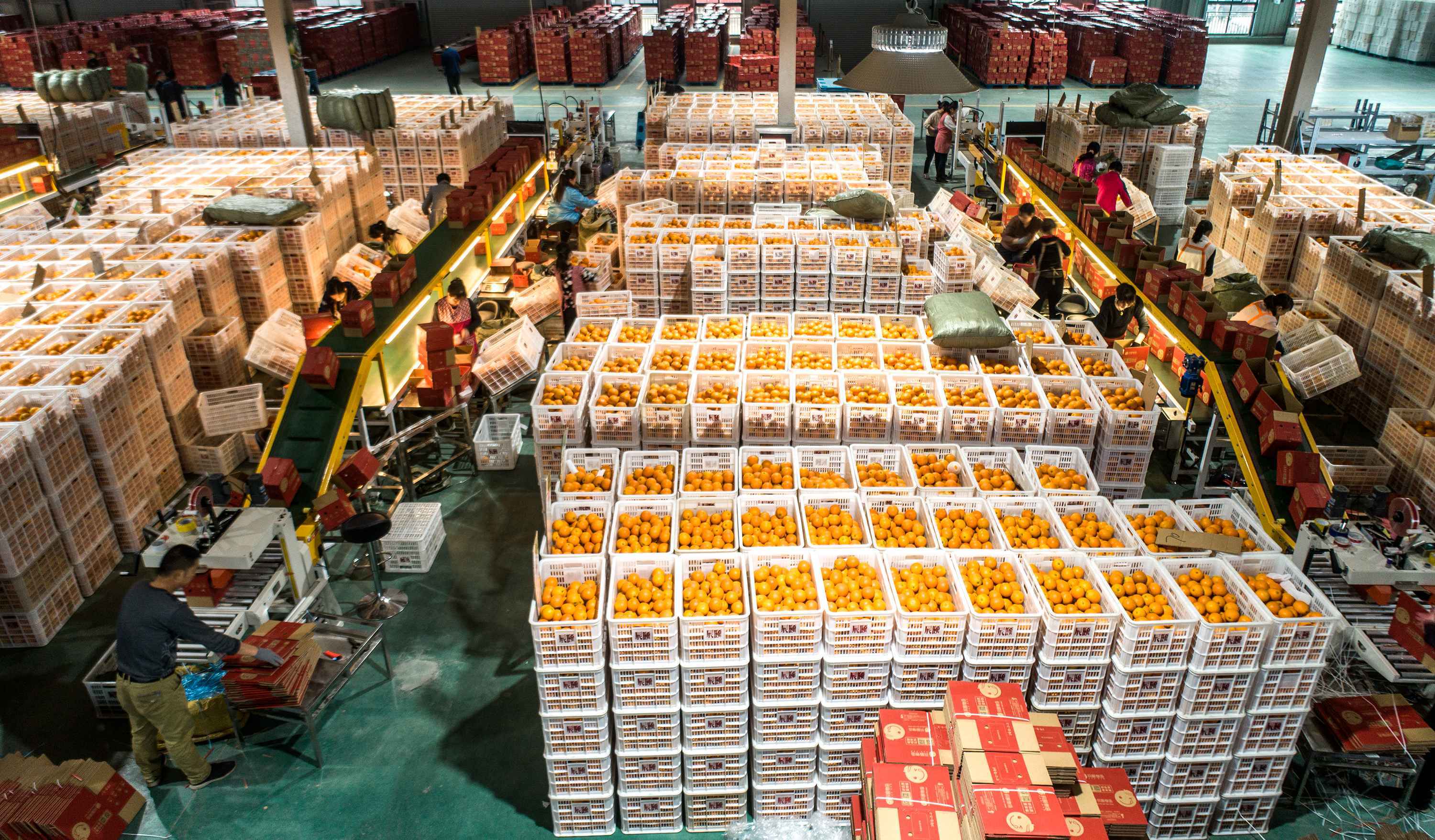 辰颐物语华中电商加工产业园内脐橙鲜果分拣包装实现全自动化